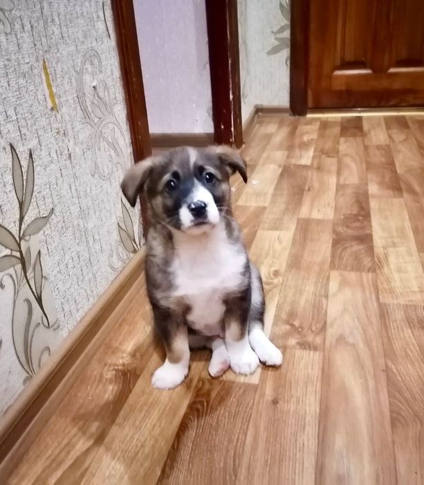 Щеня-хлопчик шукає дім і турботу