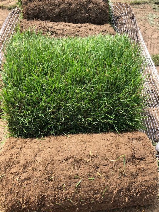 Trawa trawnik z rolki sprzedaż transport montaż wysyłki kurier