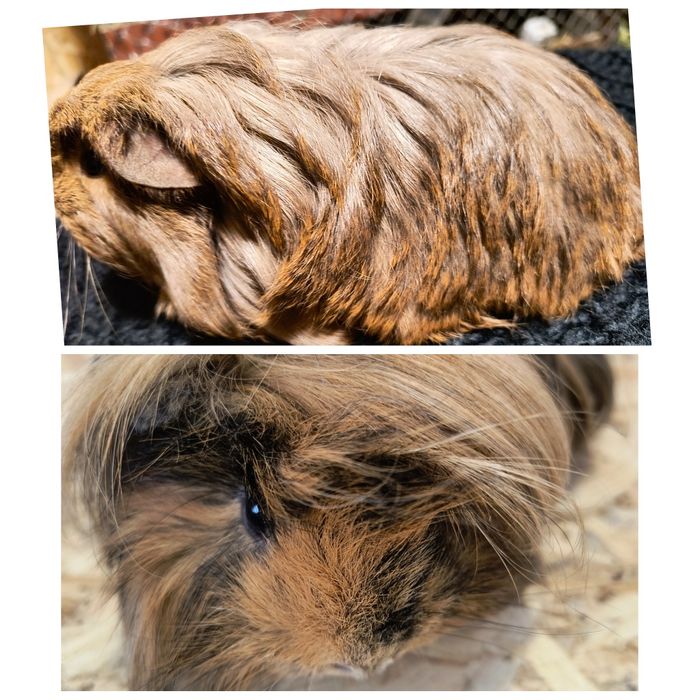 Можлива доставка морські св