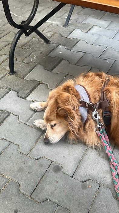 Psy do oddania w dobre ręce