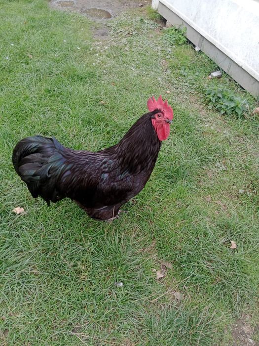 Koguty australorp
