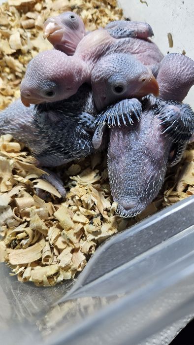 Ringnek machos para acabar de criar a mão