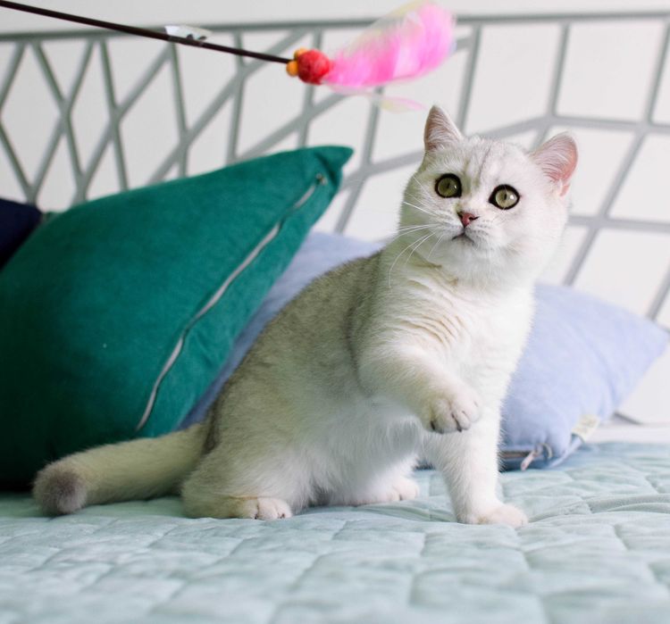 Британське кошеня, срібляста шиншила