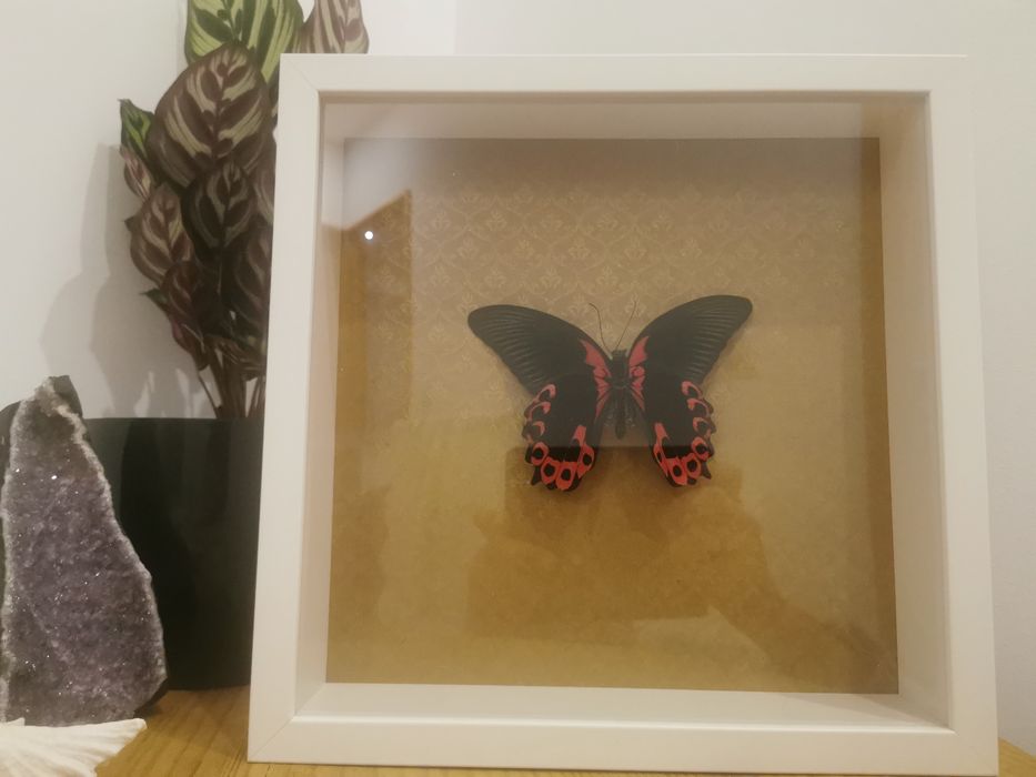 Borboleta real Scarlet Mormon64552965566850124