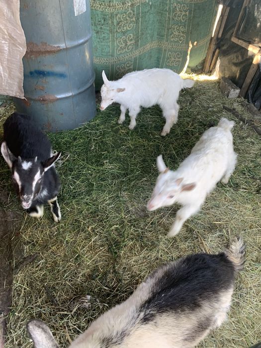 Продам козенята з під хороших молочних кіз