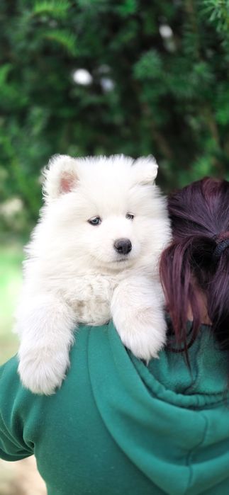 Samoyed samiec samica samojed hodowla pracująca z behawiorystą idealne szczenięta