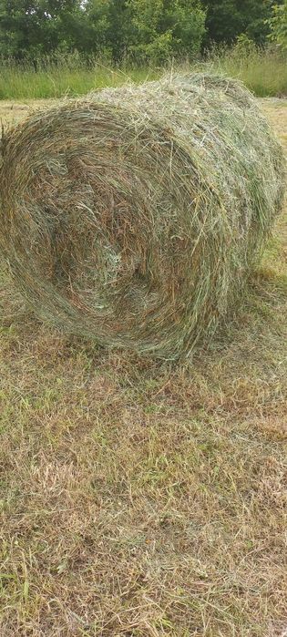 Siano bezdeszczowe 2025 załadunek transport