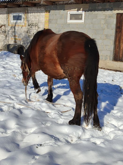 Молода робоча кобила