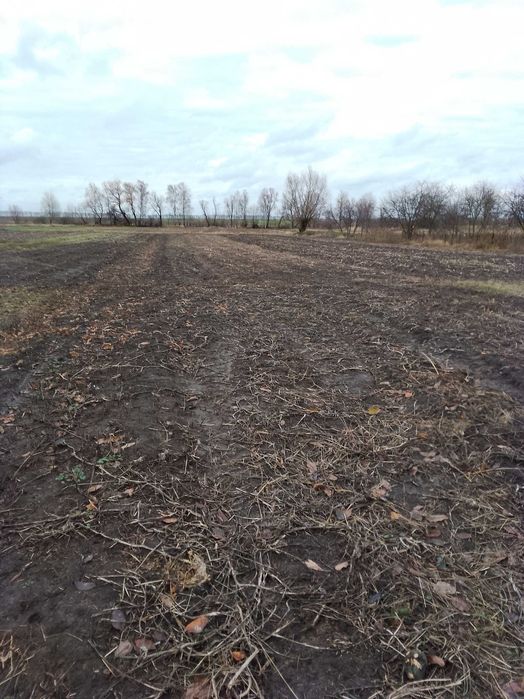 Продам будинок в селі Локнисте