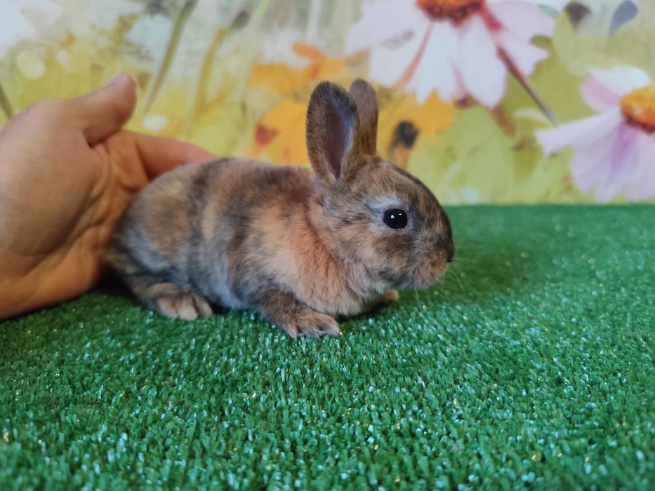 AKTUALNE króliczki miniaturki karzełki Mini Rex Orange , Mini Lop ...