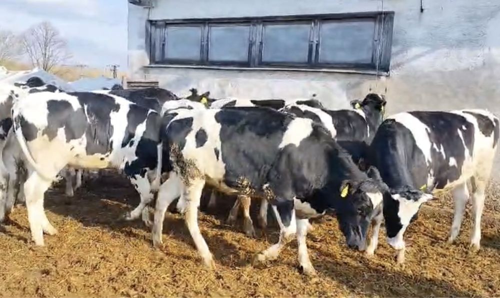 Jałówki hodowlane niemieckie