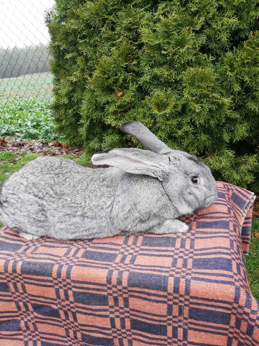 Królik belg szynszylowaty