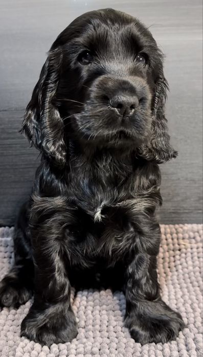 Cocker Spaniel Femea 2 meses