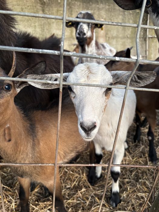 Cabras anãs varias cores
