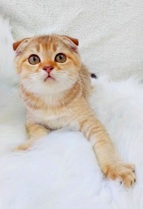 Ооочень ласковый котёночек Золотой фолдик