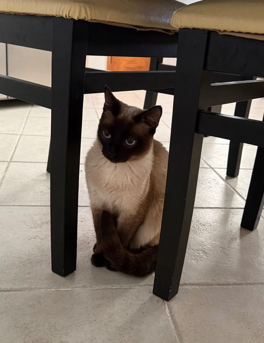 Gata Siamesa para Adoção Responsável