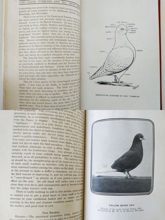 Long Faced Tumblers And all About them, C. A. House 1911 pombos
