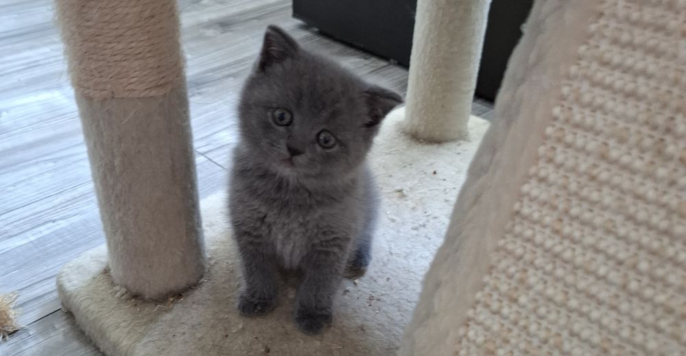 Rezerwacja na kotki Brytyjskie niebieskie