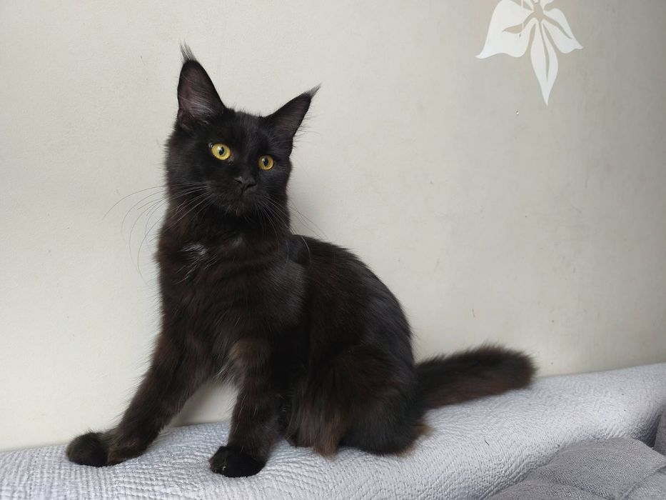 Gracja z de Sueno*PL kotka Czarna Maine Coon FPL