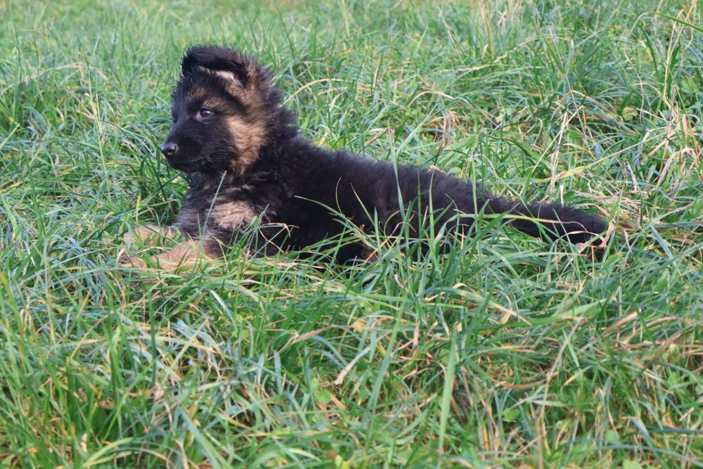 Suczka 10 tygodni Owczarka niemieckiego długowłosy  gotowa do zmiany d