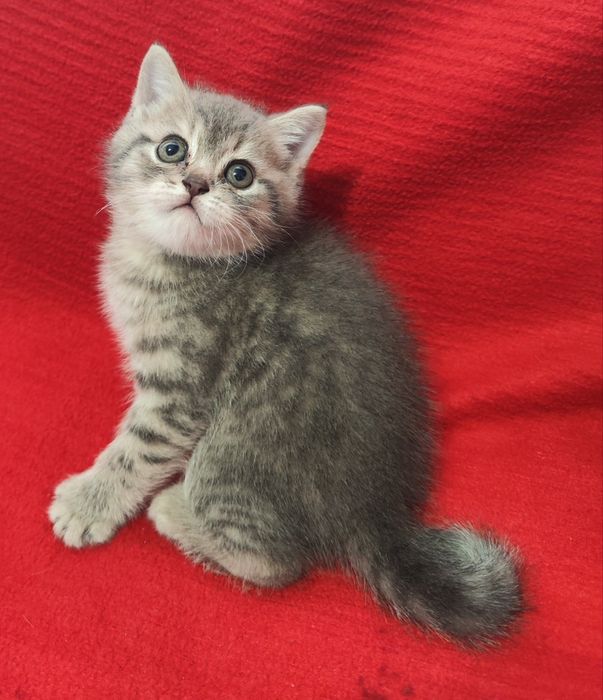 Шотландські кошенята