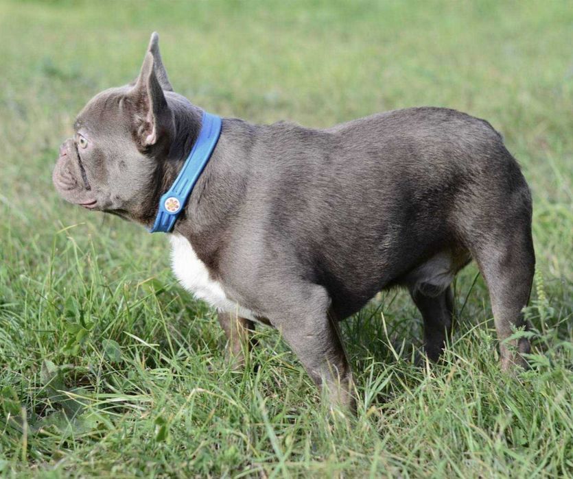 Французький бульдог в'язка Ізабелла Тан