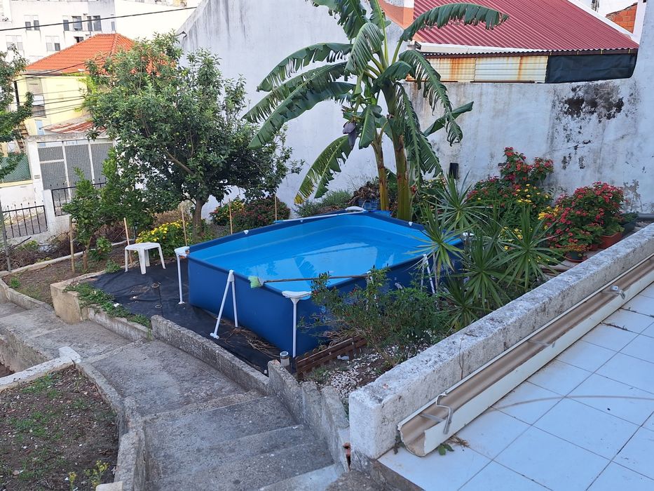 Bananeira para plantar