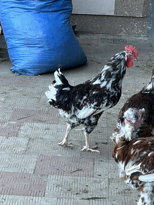 Продам молодих півників породи лівенська ситцева