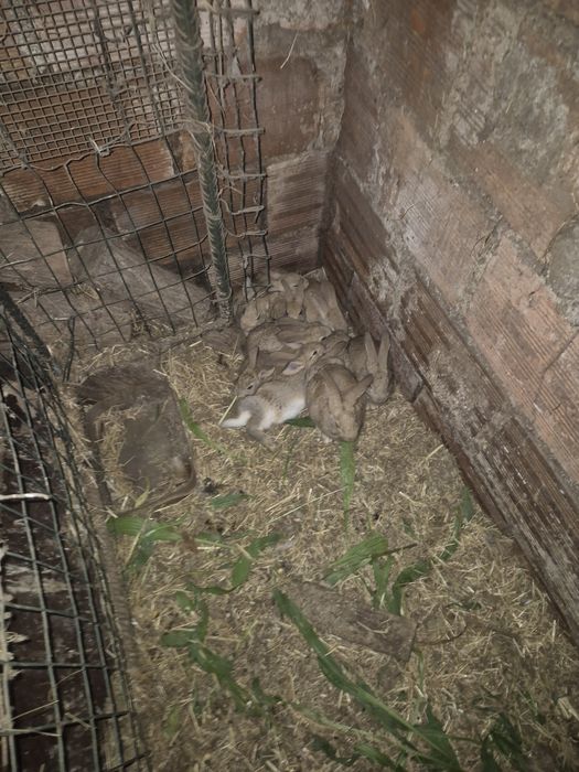 Vendo coelhos caseiros