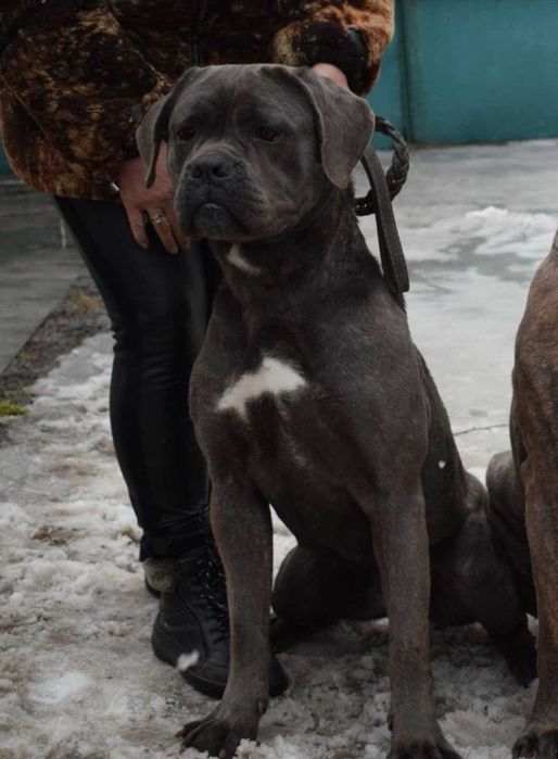 віддам в добрі руки