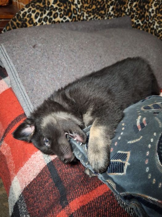 Найвідданіші красунечки- двортер'єри