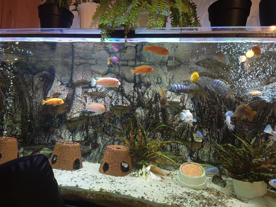 zestaw akwarium 375l