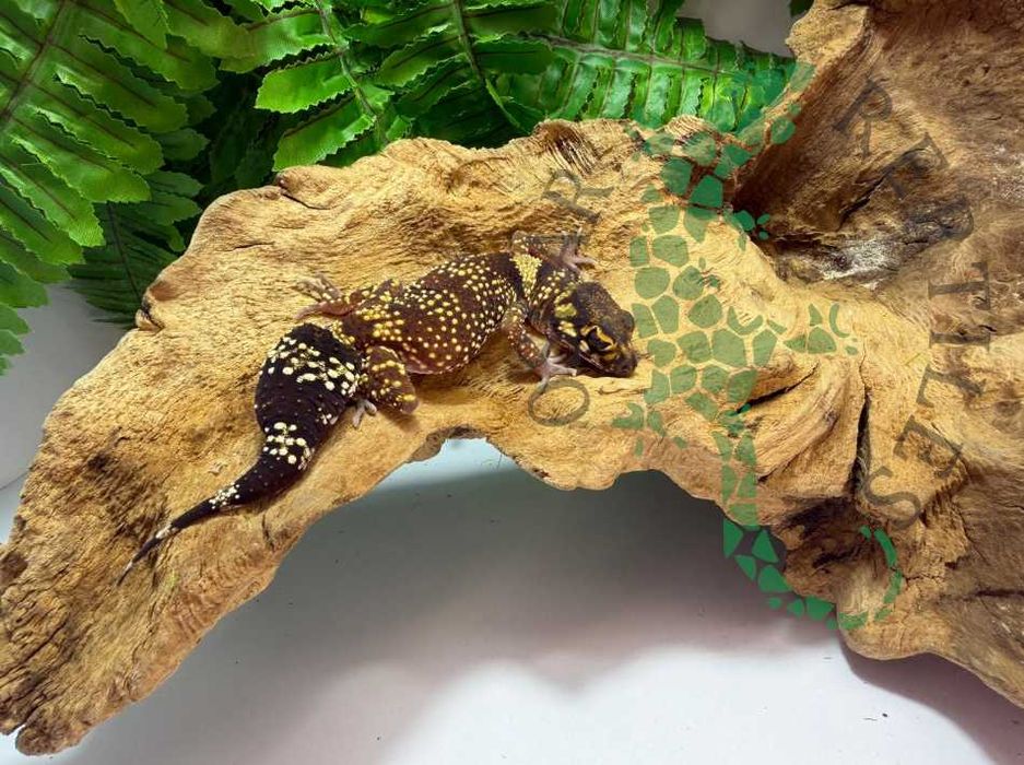 Gekon szczekający gekony underwoodisaurus milii Gdańsk