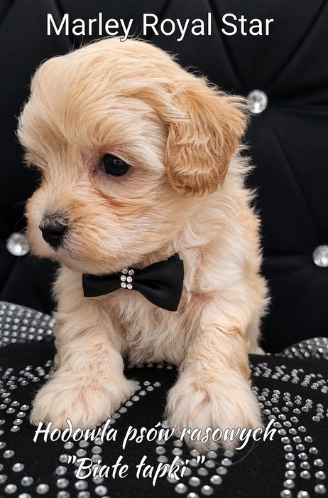 Piesek Maltipoo miniaturka