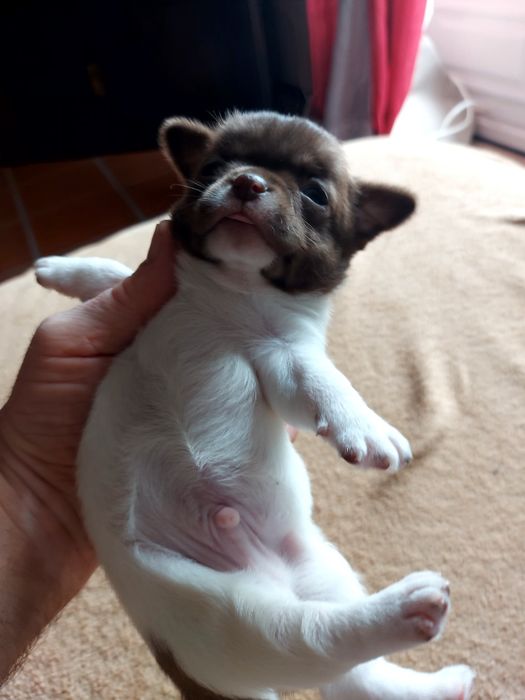 Chihuahua  Com  Lop ( Pedigree )