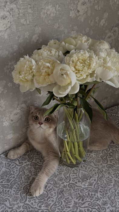 Вязка кота шиншила + британец