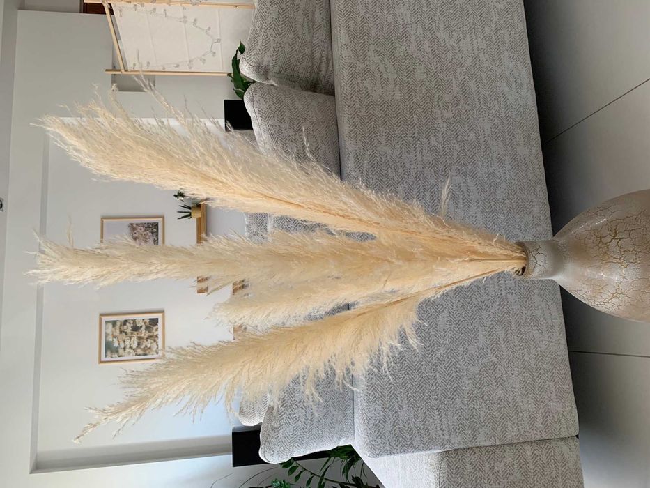 trawa pampasowa 115 cm suszona, 6 szt