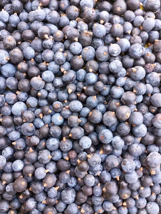 Ягоди Карпатського ялівця можжевельника можжевельник ялівець плоди