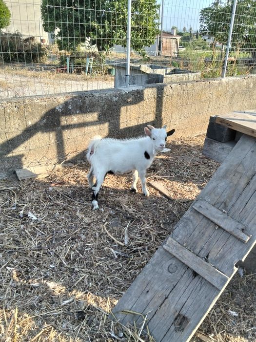 Chibo anão com 3 meses