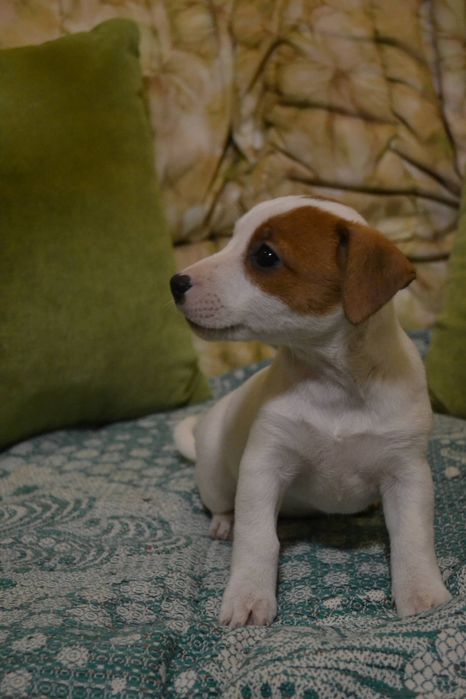 Терміново! КСУ Дівчинка джек рассел