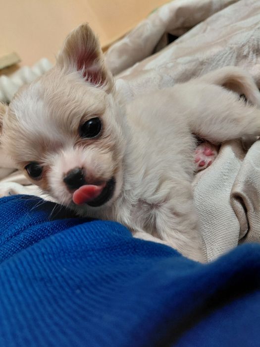 Продається чіхуахуа дівчинка міні,10.000