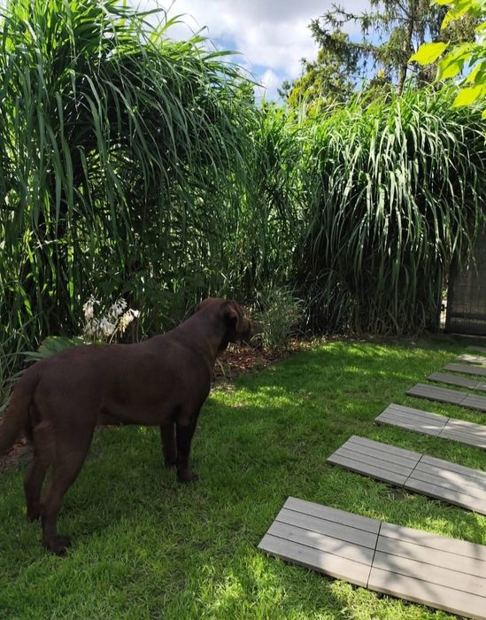 Miskant olbrzymi duże karpy mrozoodporny 2 sztuki