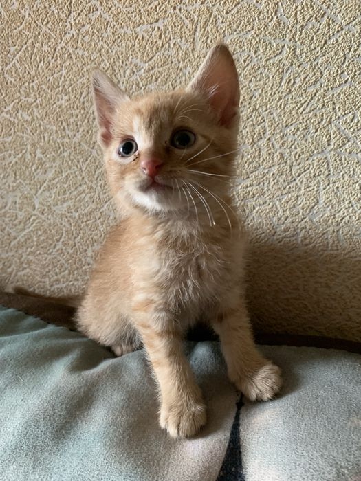 Отдам бесплатно в хорошие руки