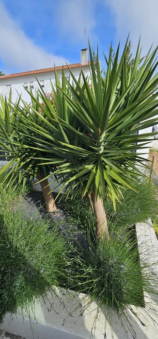 2 pés de Yucca com 1,65m de altura cada