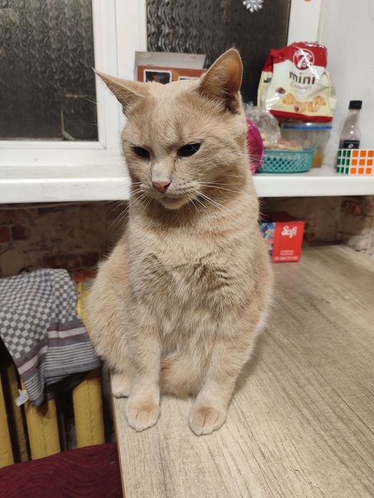 Продам котика рыжий