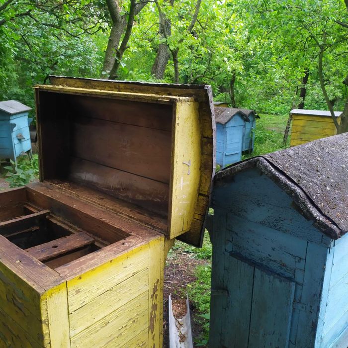 Ule warszawskie zwykłe