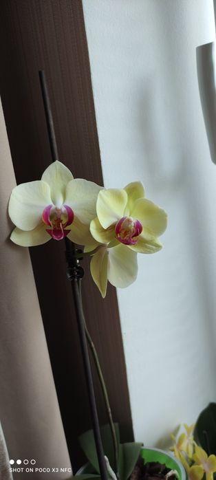 Продам орхидею , сейчас цветёт