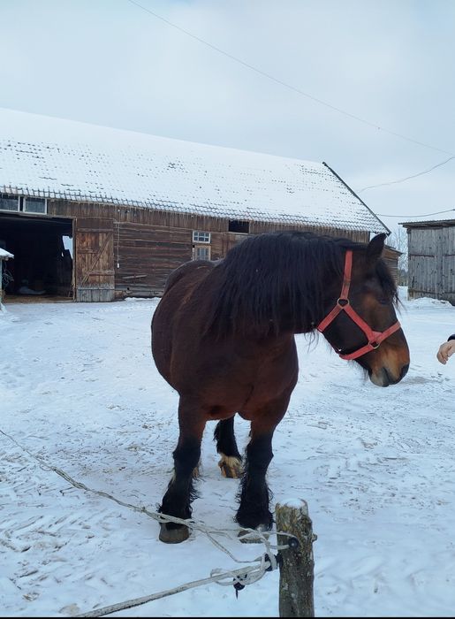 Klacz zimnokrwista źrebna