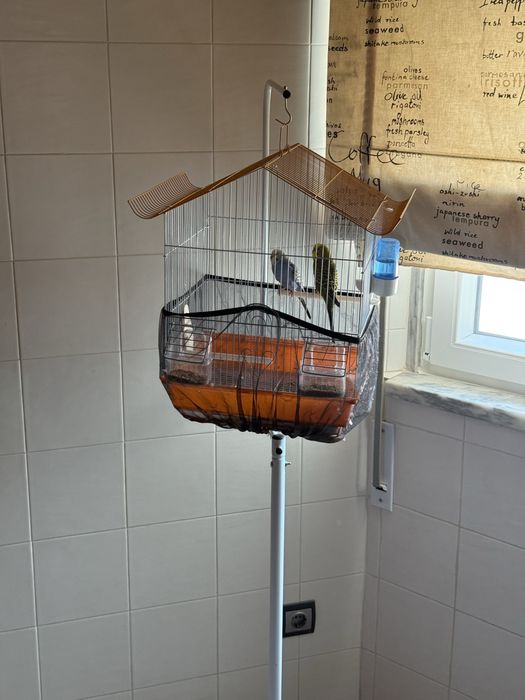 Vendo casal de periquitos