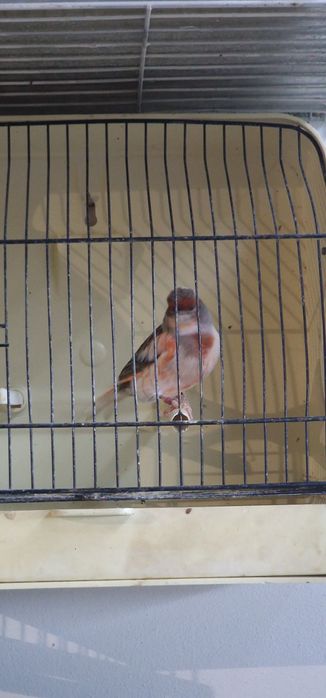 Canarios arlequim